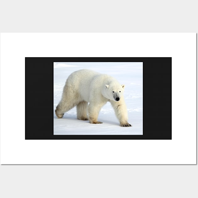 Large Male Polar Bear on the Tundra, Churchill, Canada Wall Art by Carole-Anne